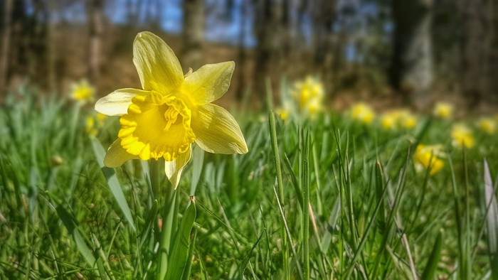 En blomstende narcis i grønne eng med flere andre narciser i baggrunden