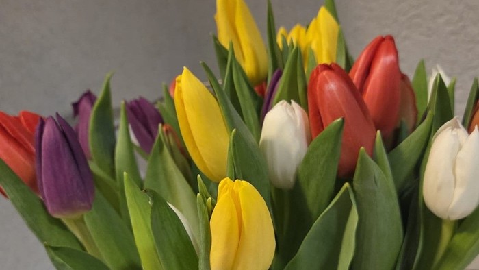 Leuchtender Strauß Tulpen in lebendigen Farben, darunter Gelb, Rot, Lila und Weiß.