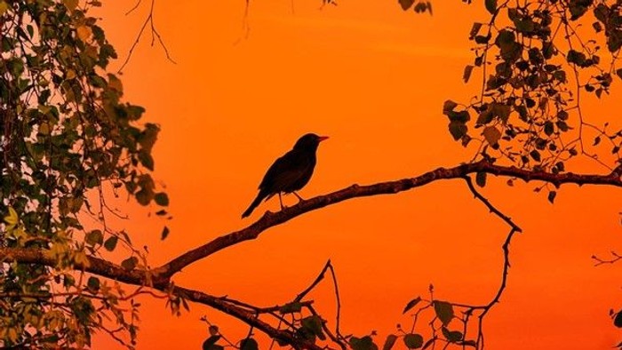 En fugl sidder på gren i et træ mod en rød solnedgang