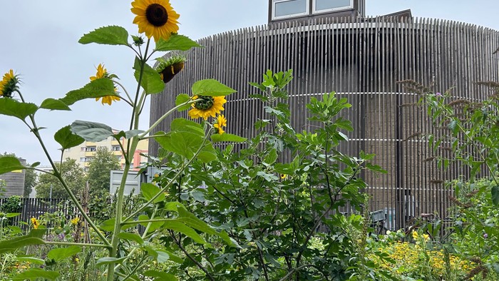 Üppiger Garten mit leuchtenden Sonnenblumen und Grünpflanzen, die ein modernes, zylindrisches Gebäude hinter einem Zaun einrahmen.