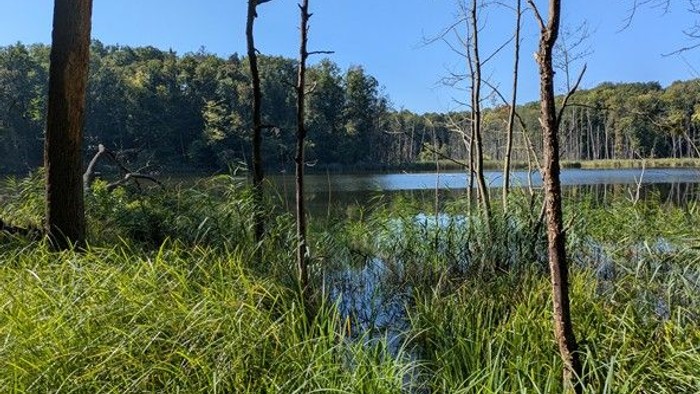 Schwammwald mit Bäume und langen Gräser in einem Teich im Vordergrund 