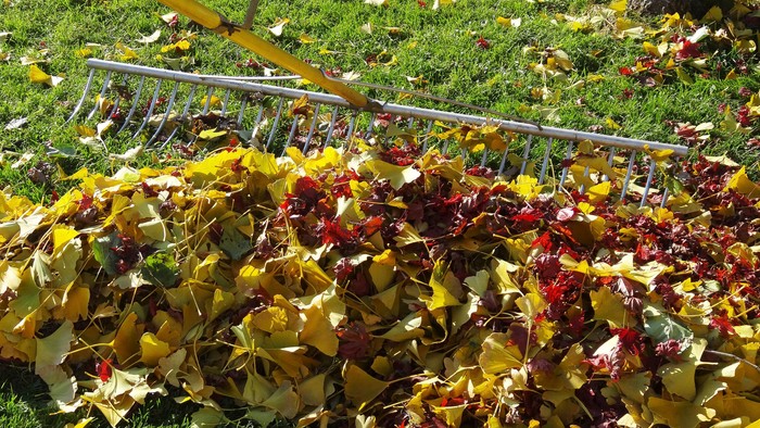Ein Haufen bunter Herbstblätter wird mit einer Rechen geschichtet.