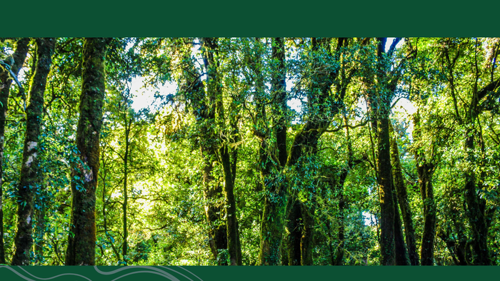 Grüne Einladung zur Tauffeier im Klausebörnche-Wald in Hangelstein am 6. September um 14 Uhr.