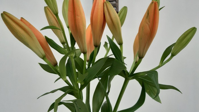 Ein Glas mit orangefarbenen Lilien vor einem hölzernen Kreuz