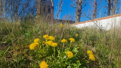 Lyse gule mælkebøtter blomstrer i vildt græs ved siden af en gammel, forvitrede bygning og træer uden blade.