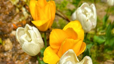 Hellgelbe und sonnengelbe Blumen in der Nahaufnahme