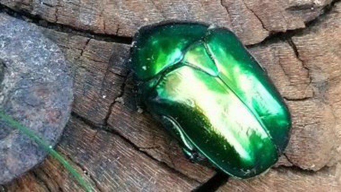 Foto Goldrosenkäfer