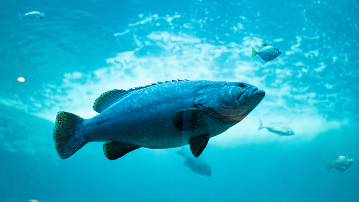 Foto eines Fisches im Meer