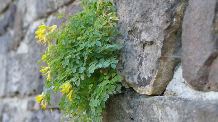 Pflanze mit gelben Blüten, die aus einer Steinmauer an der Stiftskirche Kaufungen wächst.