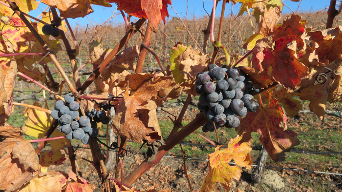 Weintrauben reifen zwischen buntem Herbstlaub an den Rebstöcken unter klarem Himmel.