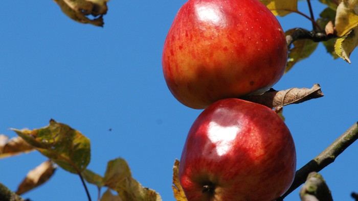 Zwei rote Äpfel hängen an einem Baumzweig mit grünen Blättern vor blauem Himmel.