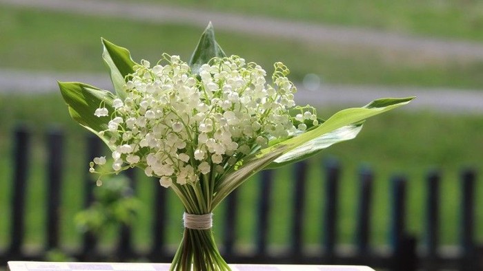 Strauß aus Maiglöckchen mit grünen Blättern, gebunden und im Sonnenlicht vor unscharfem Gartenhintergrund aufgestellt.