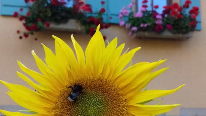Eine große gelbe Sonnenblume mit Biene vor einem Haus mit blauen Fensterläden und Blumenkästen.