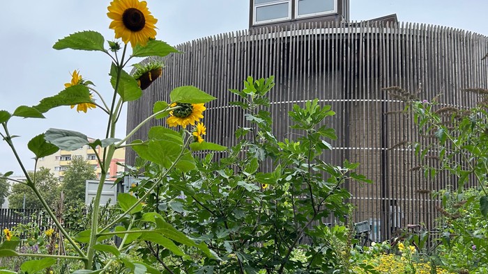 Die Kapelle der Versöhnung mit blühender Sonnenblume