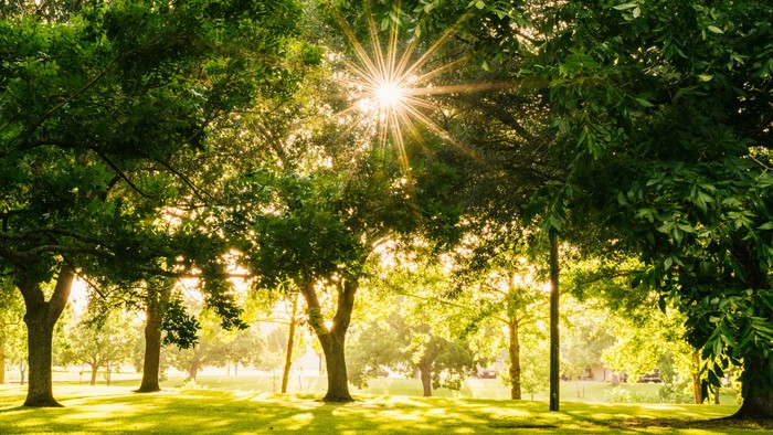 Foto af grøn park med stærk solskin gennem trækronerne