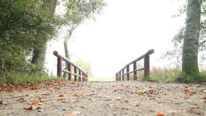 Ein nebliger Pfad führt durch ein bewaldetes Gebiet mit herabgefallenem Herbstlaub und einem Holzzaun.
