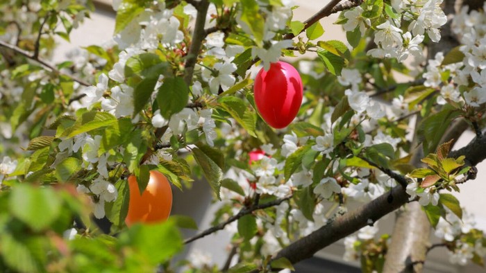 Reife Früchte und blühende Zweige eines Baumes mit grünen Blättern und sich entwickelnden roten und orangen Äpfeln.