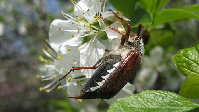 Ein Käfer ruht auf einem Büschel kleiner weißer Blüten mit grünen Blättern im Hintergrund.