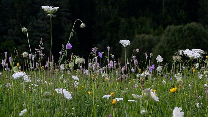 Wilde Wiese