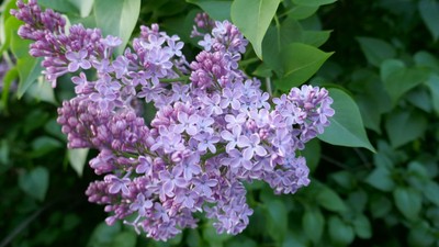 Lila Blumen mit grünen Blättern