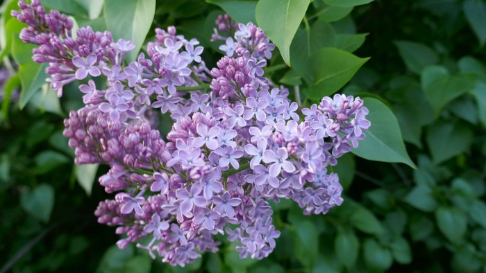 Lila Blumen mit grünen Blättern