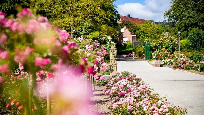 Rosengarten Seppenrade in voller Blütenpracht