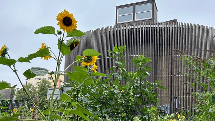 Die Kapelle der Versöhnung mit blühender Sonnenblume