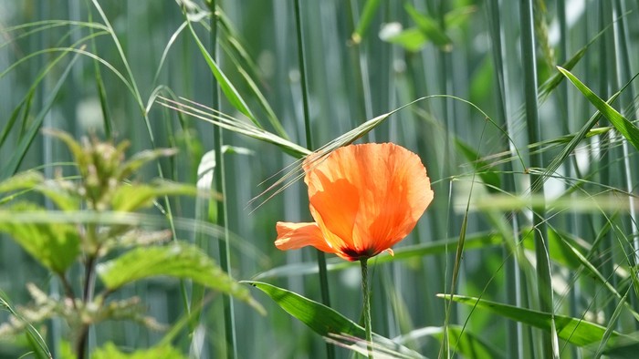 Eine einzelne orange Blume steht in hohem grünem Gras.