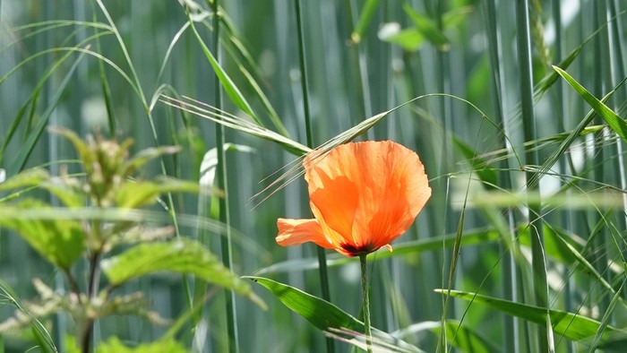 Eine einzelne orange Blume steht in hohem grünem Gras.