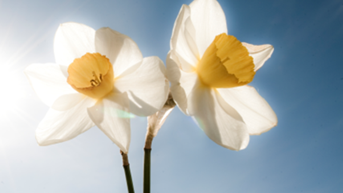 To dige hvide og gule blomster mod et blå himmel.