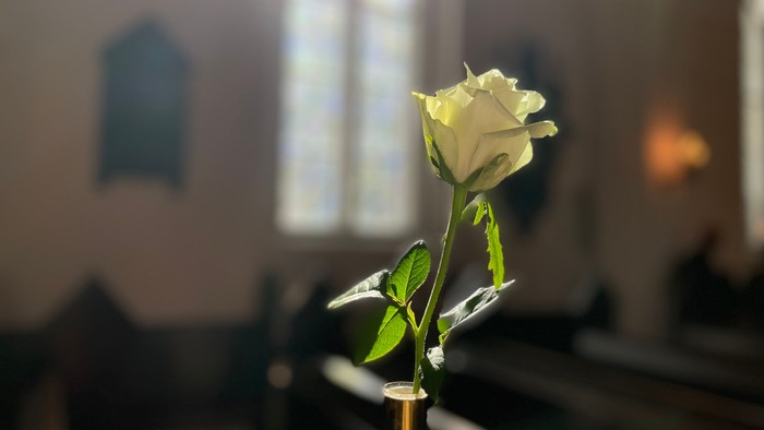 En ensom hvid rose står i en kirkebænk.