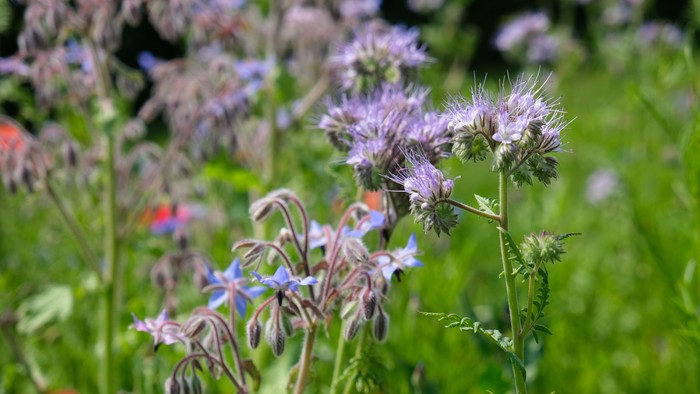 En blomstereng med forskellige farver og former