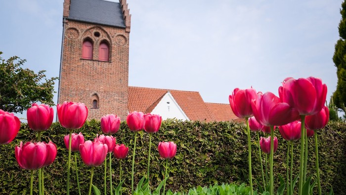 Røde tulipaner foran kirke med tårn og røde tag.