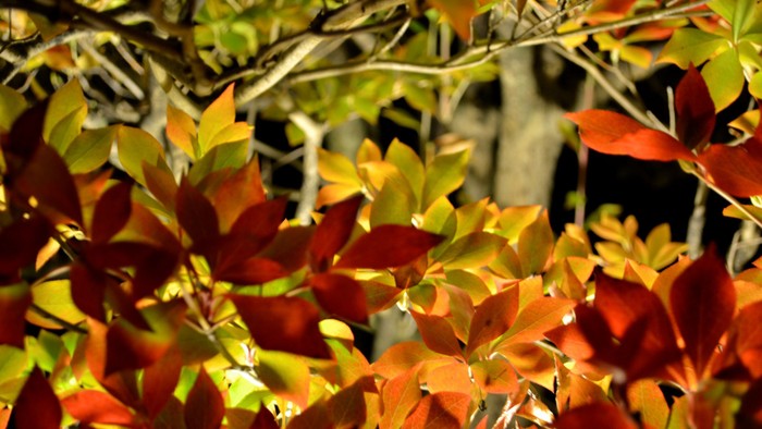 Lebhaftes Herbstlaub in satten Rottönen, Orangen und Grün auf einem Baumzweig.