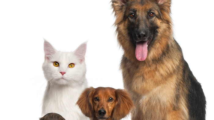 Verschiedene Hunde und eine Katze sitzen zusammen