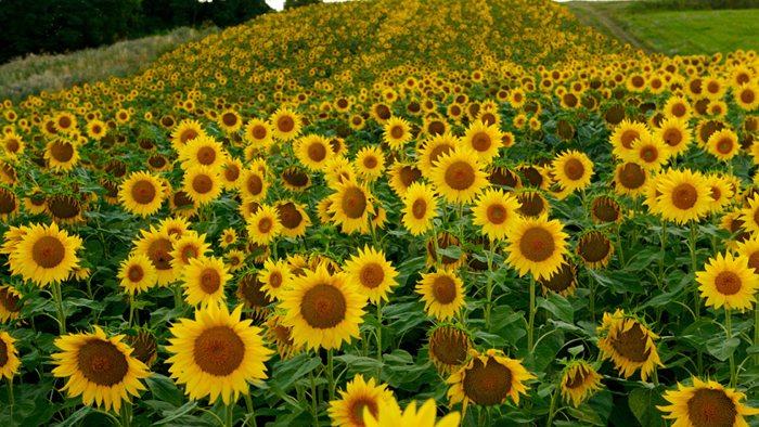 Ein Feld voller leuchtender Sonnenblumen unter einem bewölkten Himmel