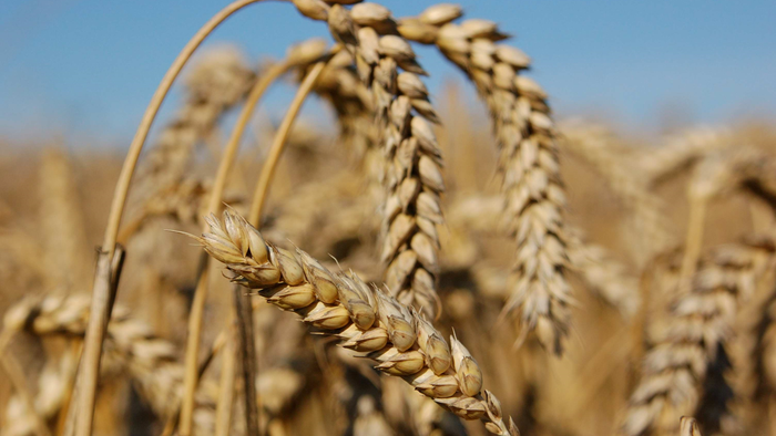 En kornmark med høje, gule kornstænger under et klarblå himmel.