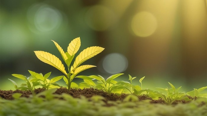 Foto von zarten, wachsenden Pflanzen