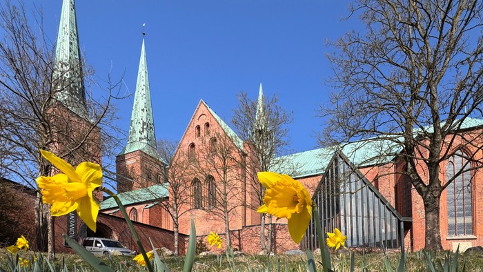 Historische Backsteinkirche mit spitzen Türmen und leuchtend gelben Narzissen im Vordergrund unter klarem blauem Himmel.