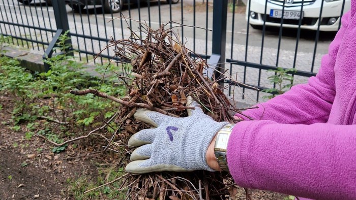 Person sammelt Zweige in Garten, hinter einem Zaun parken Autos.