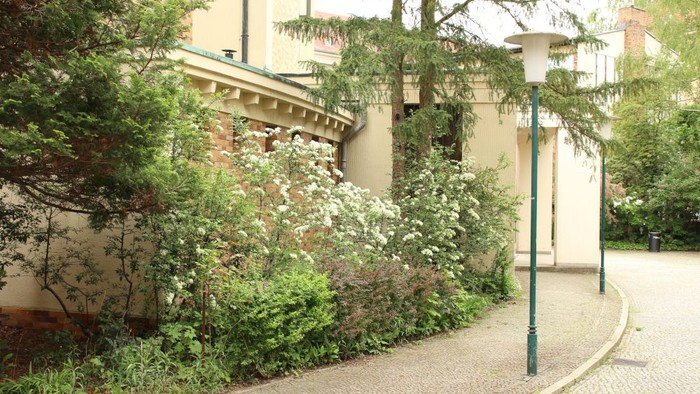 Pflanzen am Wegesrand auf dem Weg zur Kirche