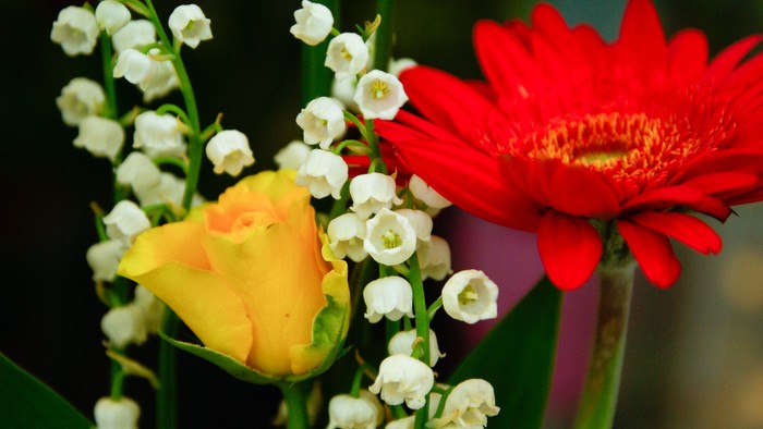 Lebendiger Strauß mit einer gelben Rosenknospe, weißem Maiglöckchen und einer leuchtend roten Gerbera.
