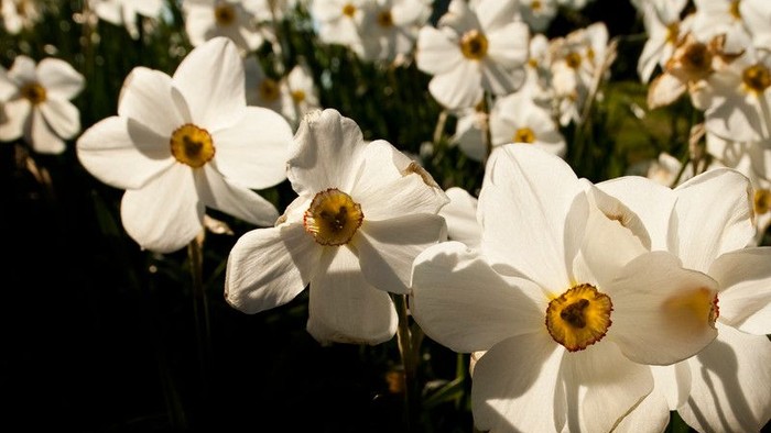 En stor mængde hvide og gule blomster i solskinn.