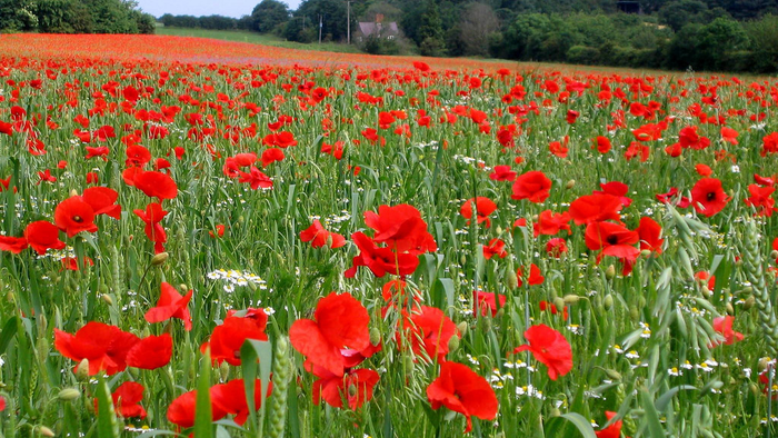 En stor mark med røde valmuer og grønne planter.