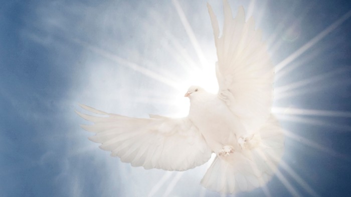 En hvid duve flyver i solskinnet mod en blå himmel