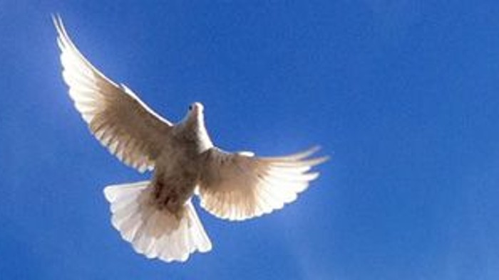 En hvid due flyver høj oppe i det klare blå himmel.