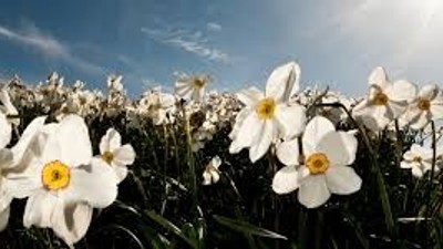 Lyse hvide påskeliljer med gule centre blomstrer på en solbeskinnet mark udendørs under en delvist skyet himmel.