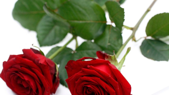 To livlige røde roser med frodige grønne blade placeret på en hvid overflade.