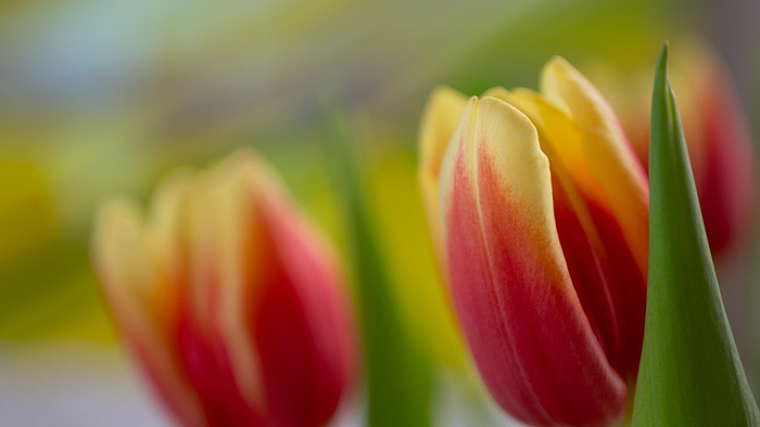 Nahaufnahme lebendiger Tulpen mit auffälligen Rot- und Gelbtönen, unscharfer Hintergrund, der ihre leuchtenden Farben betont.