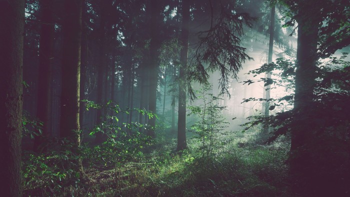 Das Bild zeigt einen Wald mit Sonnenstrahlen.